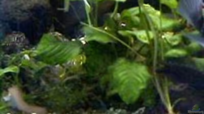 Pflanzen im Aquarium Becken 158 von Stanislav Kislyuk (2)