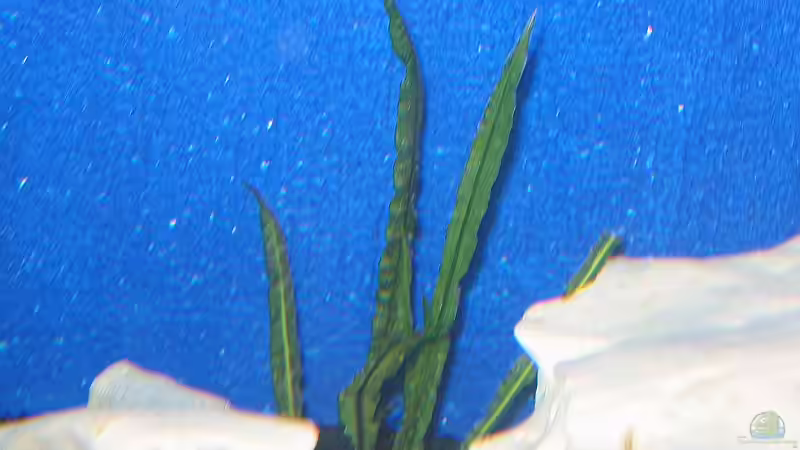 Pflanzen im Aquarium Becken 1580 von Stefan Müller (5)