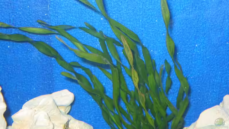 Pflanzen im Aquarium Becken 1580 von Stefan Müller (7)