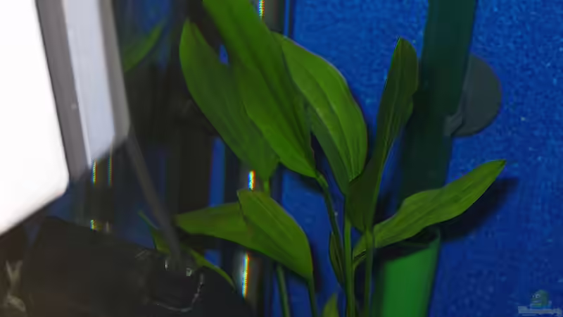 Pflanzen im Aquarium Becken 1580 von Stefan Müller (8)