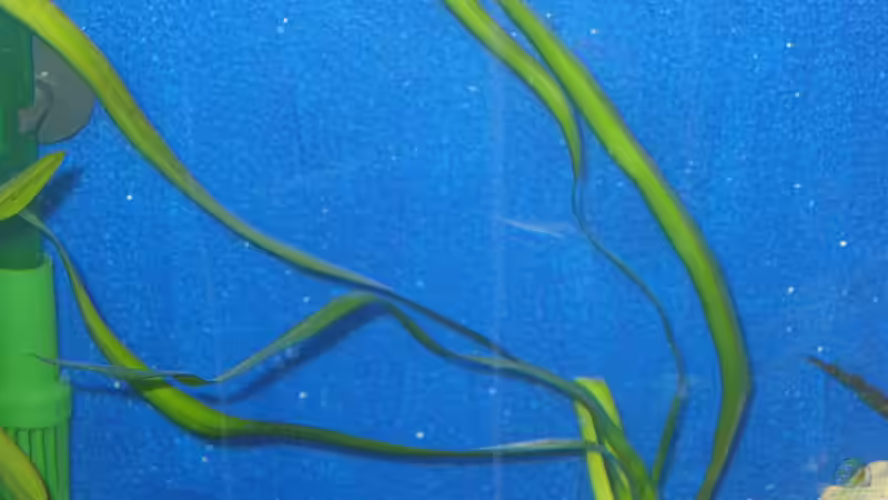 Pflanzen im Aquarium Becken 1580 von Stefan Müller (9)