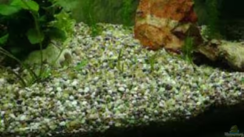 Pflanzen im Aquarium Becken 15805 von Annett F. (5)