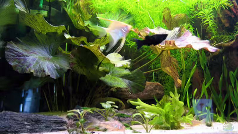 Pflanzen im Aquarium Becken 1581 von Daniel Heisig (5)