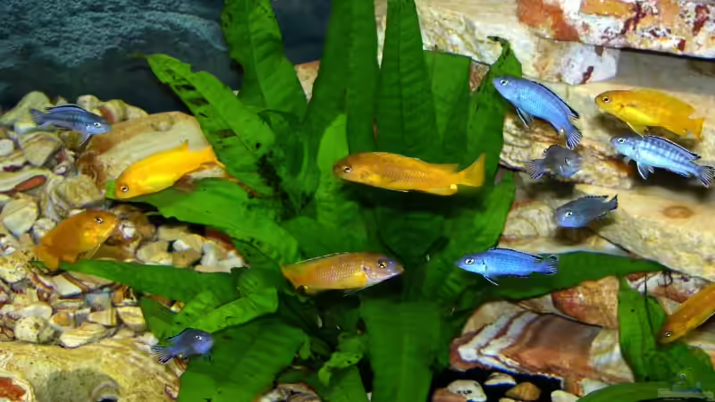 Pflanzen im Aquarium Becken 1581 von Daniel Heisig (6)