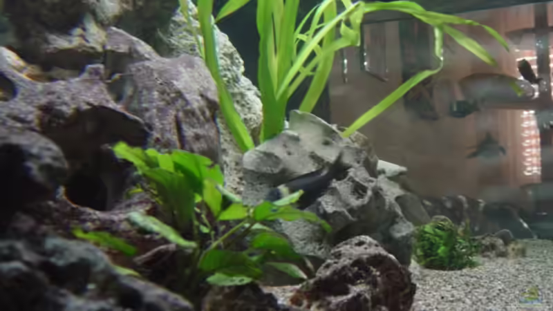 Pflanzen im Aquarium Becken 1583 von Peter Estermann (3)