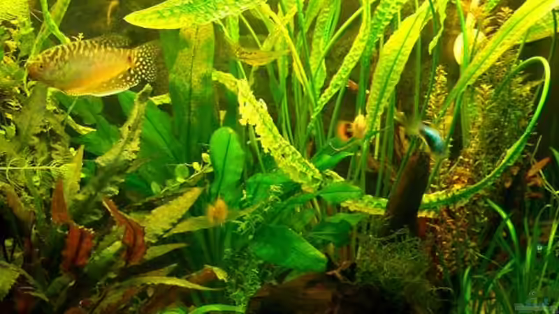 Pflanzen im Aquarium Becken 1588 von Melody (3)