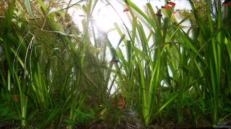 Pflanzen im Aquarium Becken 1602 von my-fish (3)