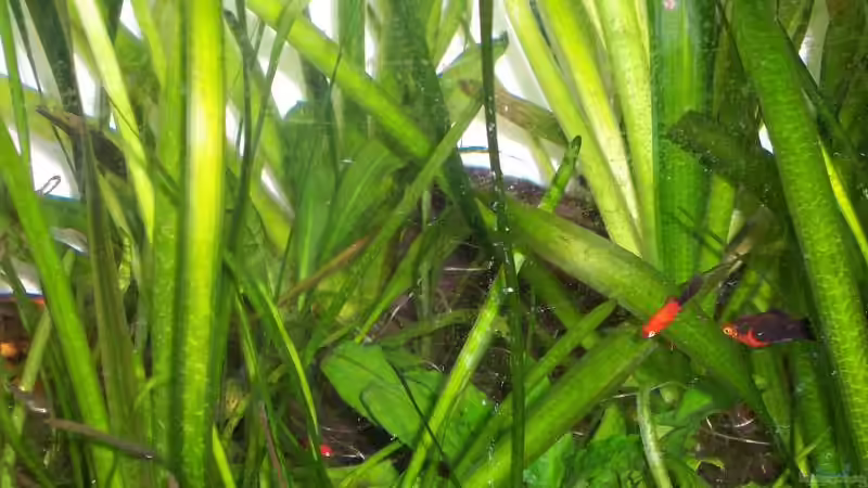 Pflanzen im Aquarium Becken 1602 von my-fish (4)