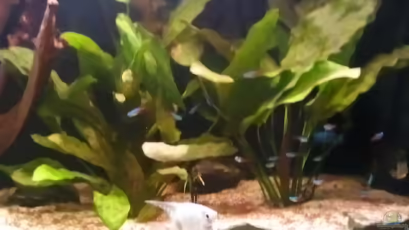 Pflanzen im Aquarium Becken 16025 von Hoase (5)