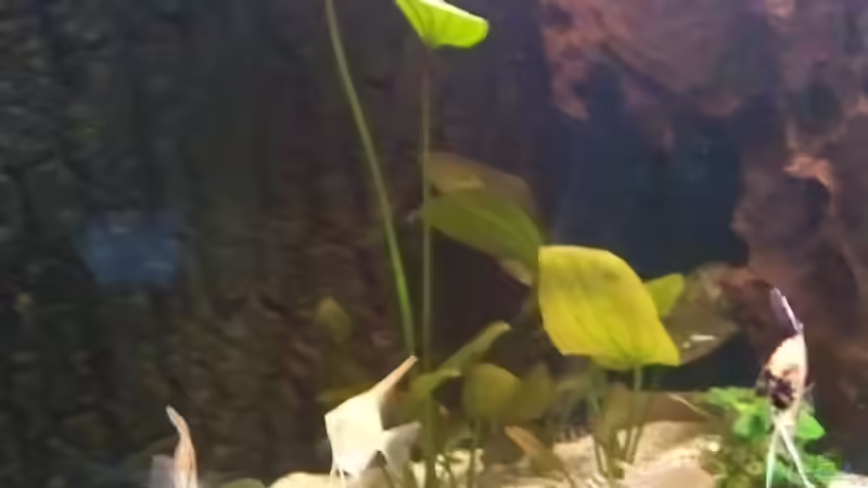 Pflanzen im Aquarium Becken 16025 von Hoase (6)