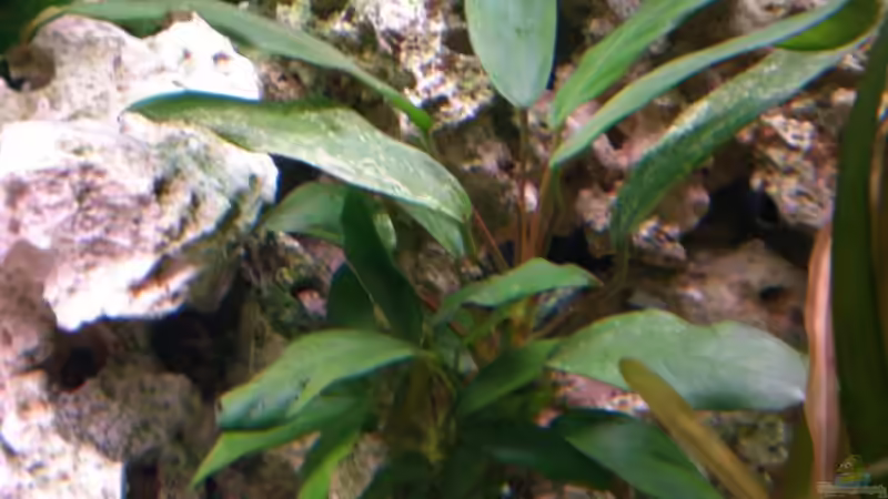 Pflanzen im Aquarium Becken 16030 von icke68 (3)