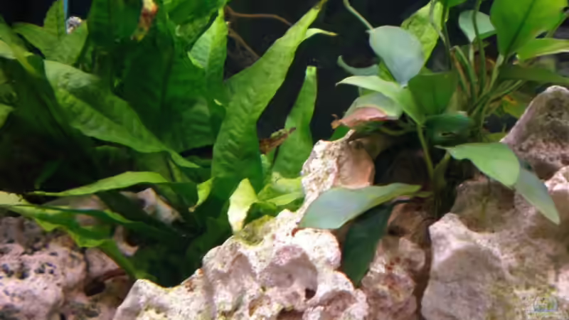 Pflanzen im Aquarium Becken 16030 von icke68 (5)