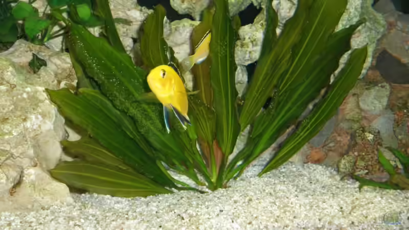 Pflanzen im Aquarium Becken 16030 von icke68 (8)