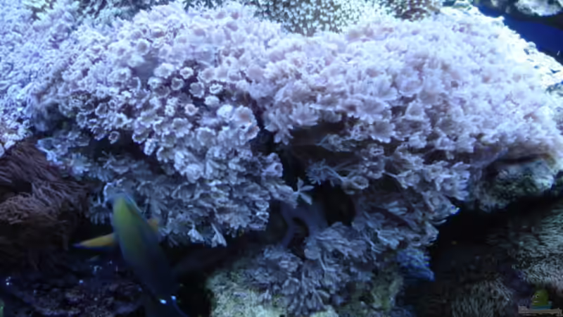 Pflanzen im Aquarium Becken 1604 von Axel Hierholzer (3)