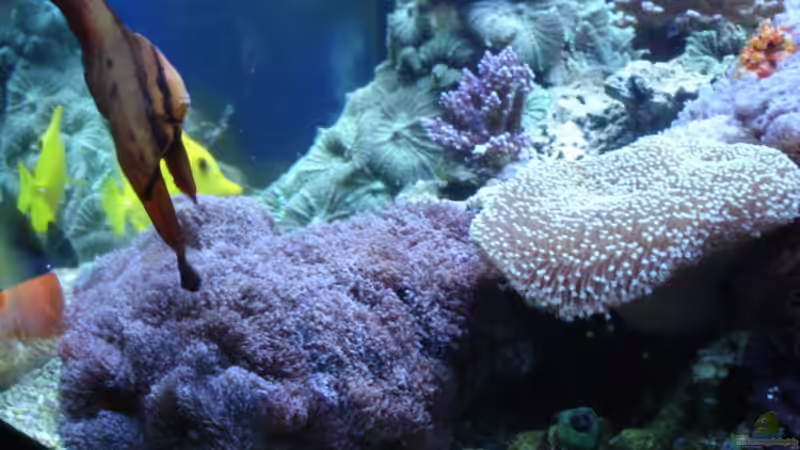 Pflanzen im Aquarium Becken 1604 von Axel Hierholzer (4)