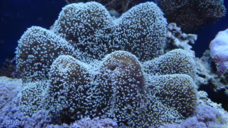 Pflanzen im Aquarium Becken 1604 von Axel Hierholzer (5)