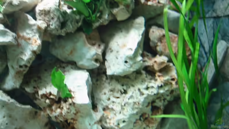 Pflanzen im Aquarium Becken 1609 von Timo Tschöpel (4)