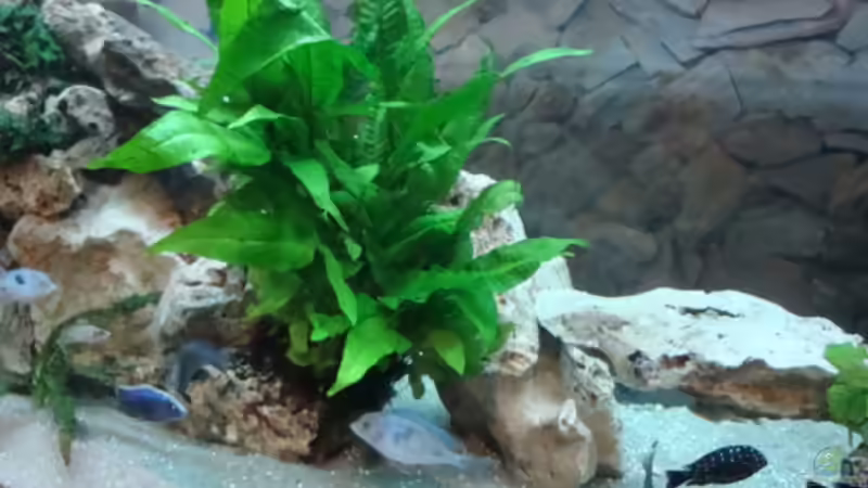 Pflanzen im Aquarium Becken 1609 von Timo Tschöpel (6)