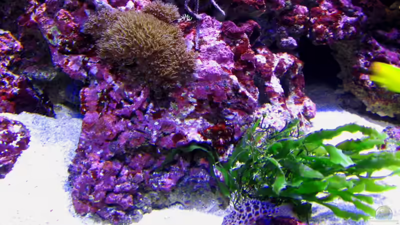 Pflanzen im Aquarium Becken 16110 von Roland Kaltschitz (12)