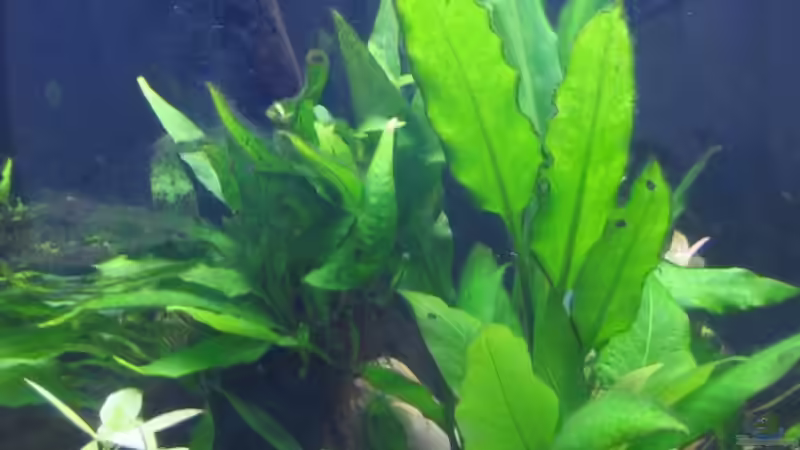 Pflanzen im Aquarium Becken 1617 von Sonja Möller (2)