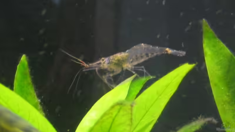 Pflanzen im Aquarium Becken 1617 von Sonja Möller (3)