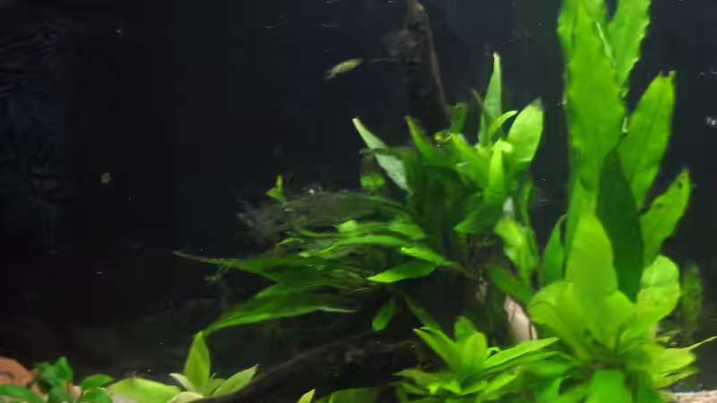 Pflanzen im Aquarium Becken 1617 von Sonja Möller (4)