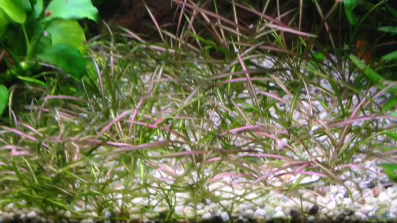 Pflanzen im Aquarium Becken 1619 von Toni Habich (5)