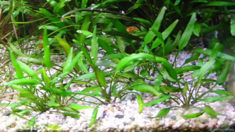 Pflanzen im Aquarium Becken 1619 von Toni Habich (6)