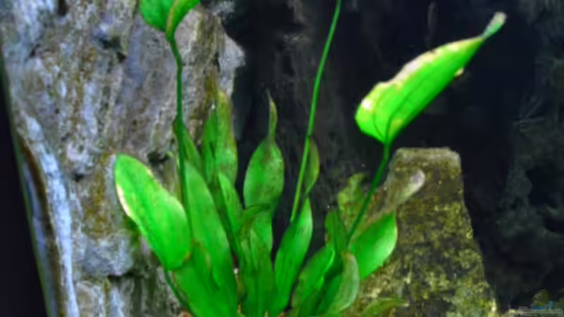 Pflanzen im Aquarium Becken 16226 von FischfanAQ (4)