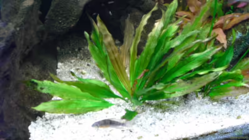 Pflanzen im Aquarium Becken 16226 von FischfanAQ (5)