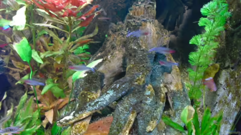 Pflanzen im Aquarium Becken 16226 von FischfanAQ (7)