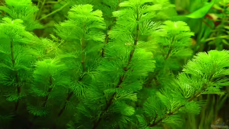 Pflanzen im Aquarium Becken 1627 von Alexander Schilke (14)