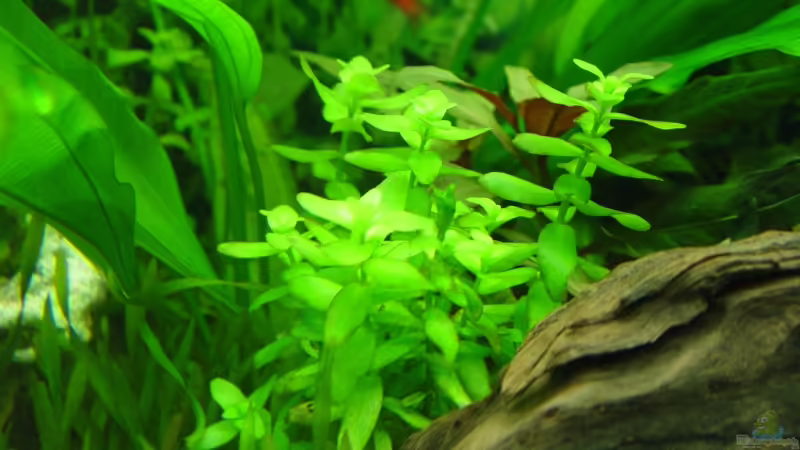 Pflanzen im Aquarium Becken 1627 von Alexander Schilke (15)