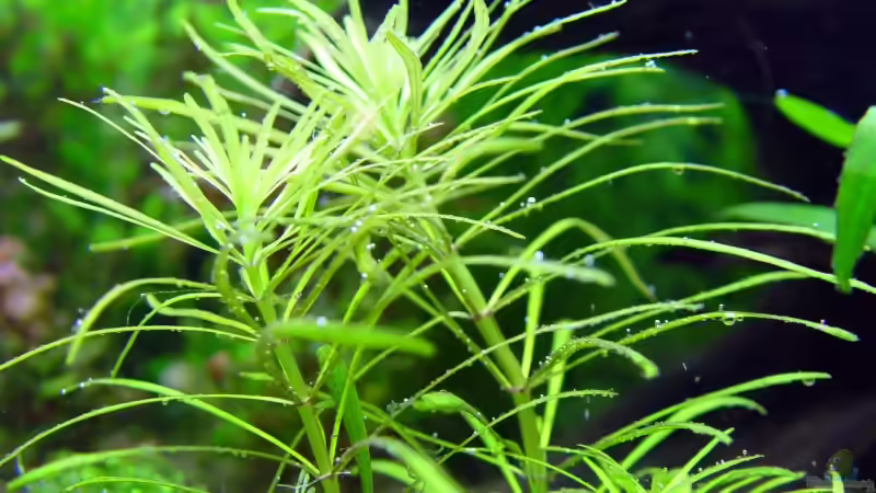 Pflanzen im Aquarium Becken 1627 von Alexander Schilke (16)