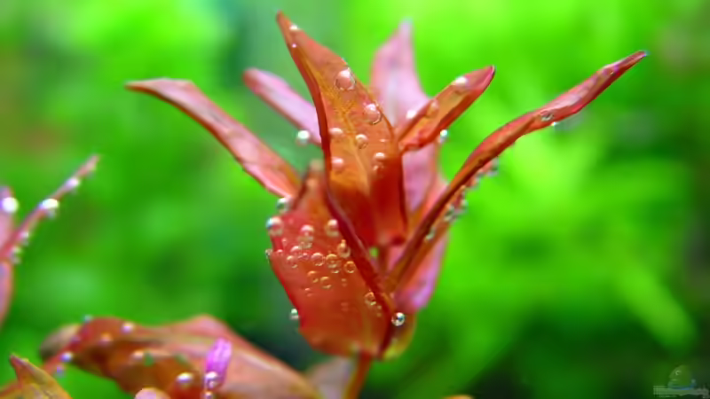 Pflanzen im Aquarium Becken 1627 von Alexander Schilke (18)