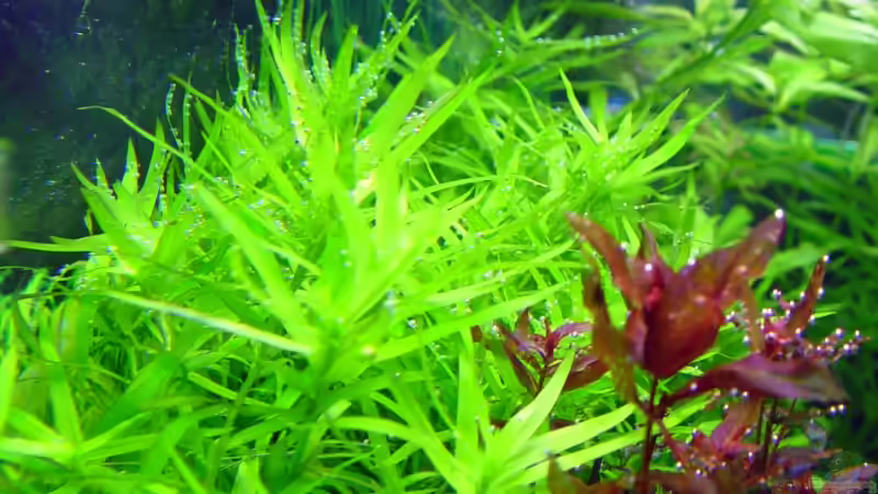 Pflanzen im Aquarium Becken 1627 von Alexander Schilke (19)