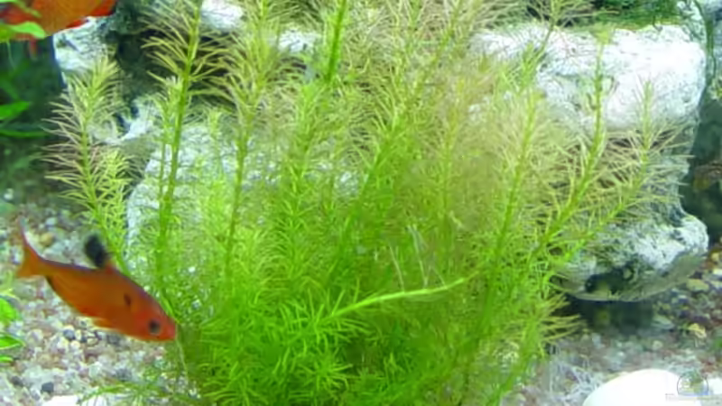 Pflanzen im Aquarium Becken 1627 von Alexander Schilke (21)