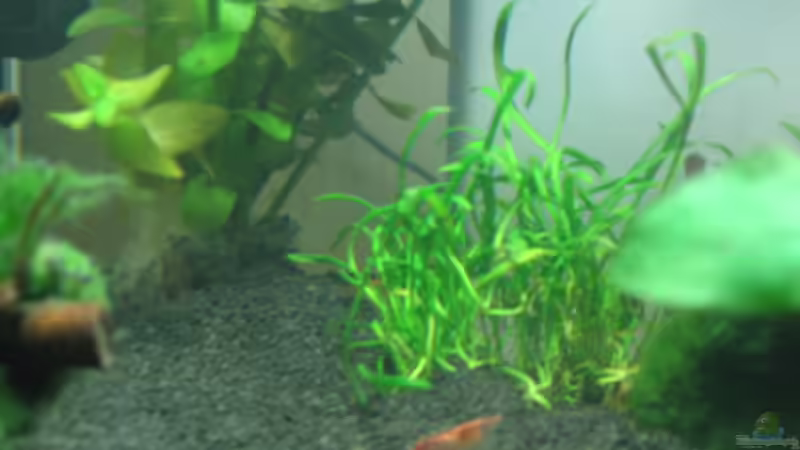 Pflanzen im Aquarium Becken 16336 von Patrick Schuler (5)