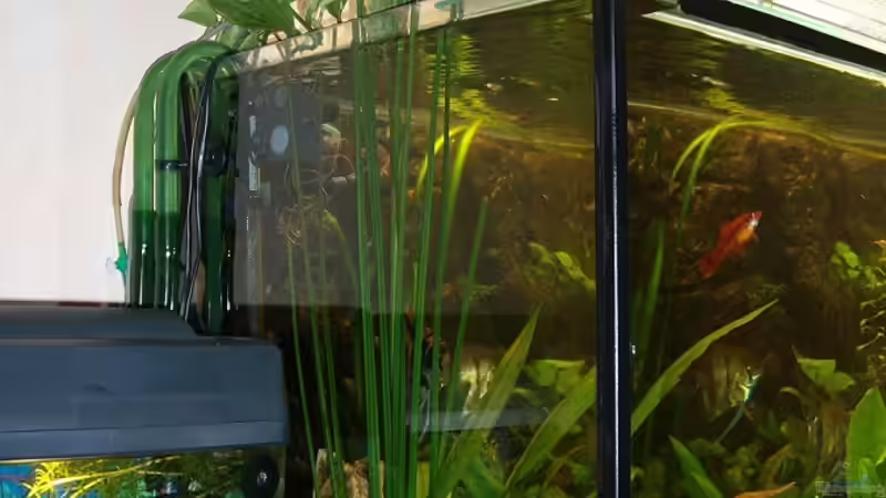 Pflanzen im Aquarium Becken 16345 von sandmann73 (6)