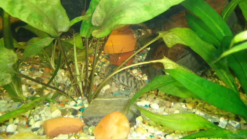 Pflanzen im Aquarium Becken 16345 von sandmann73 (7)