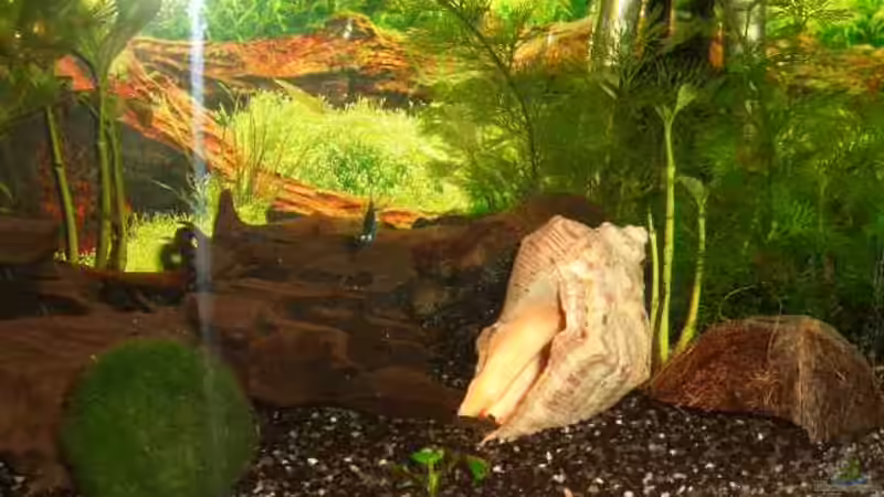 Pflanzen im Aquarium Becken 1636 von Manuela Schmidt & Marc Weise (3)