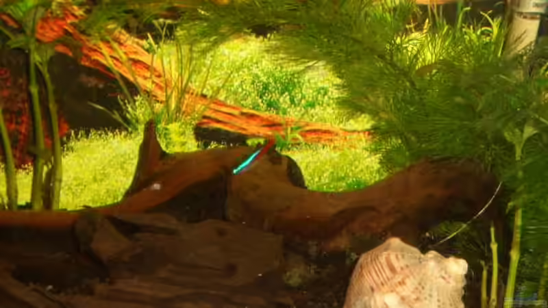 Pflanzen im Aquarium Becken 1636 von Manuela Schmidt & Marc Weise (4)