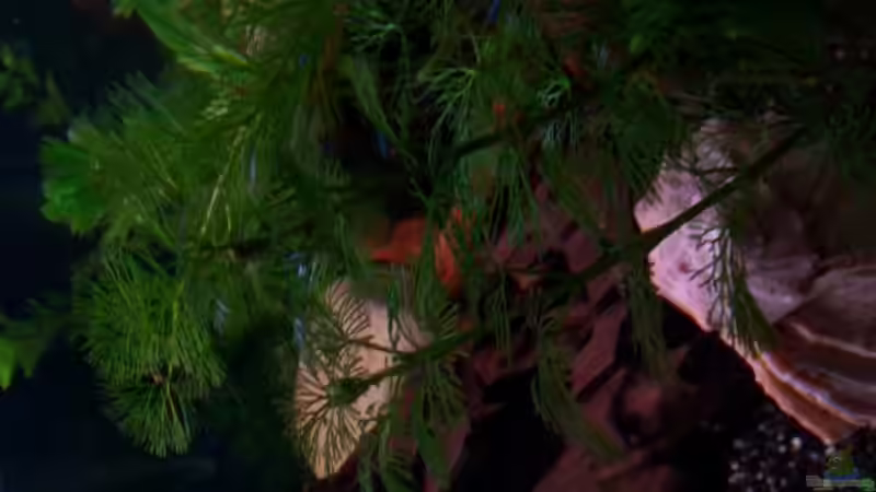 Pflanzen im Aquarium Becken 1636 von Manuela Schmidt & Marc Weise (5)