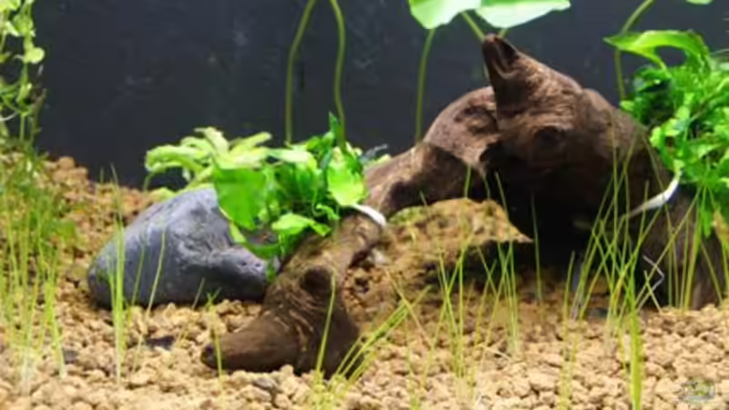 Pflanzen im Aquarium Becken 16364 von Paul123 (6)