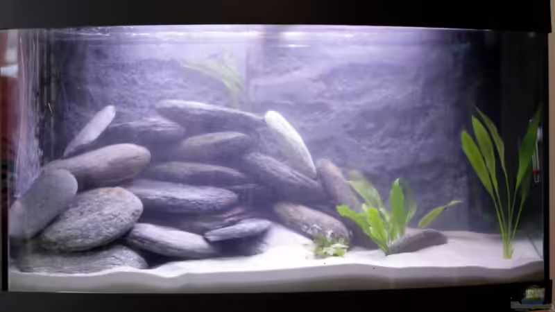 Pflanzen im Aquarium Becken 16460 von Flo1104 (3)