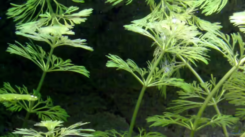 Pflanzen im Aquarium Becken 16462 von Zeljko Jovanovic (10)