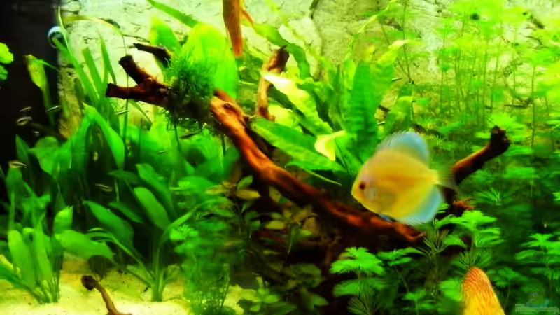 Pflanzen im Aquarium Becken 16462 von Zeljko Jovanovic (5)