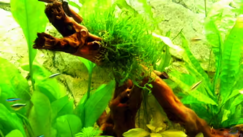 Pflanzen im Aquarium Becken 16462 von Zeljko Jovanovic (6)