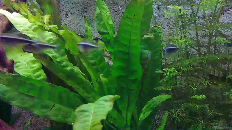 Pflanzen im Aquarium Becken 16462 von Zeljko Jovanovic (8)