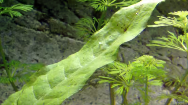 Pflanzen im Aquarium Becken 16462 von Zeljko Jovanovic (9)